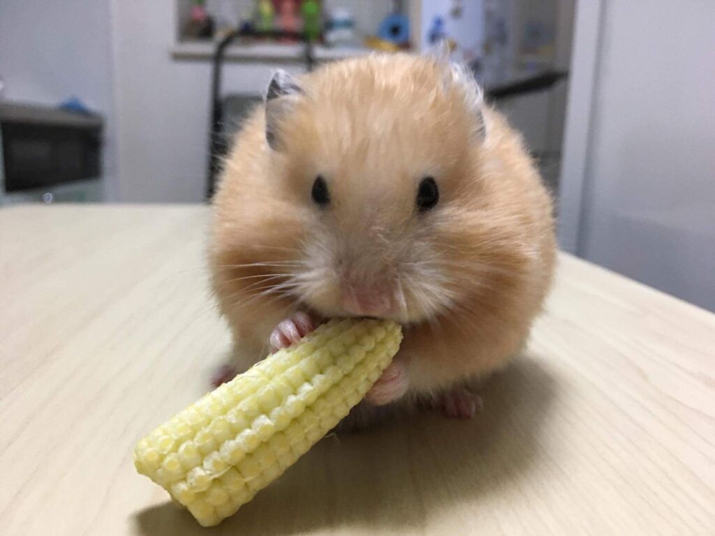 チャッピー