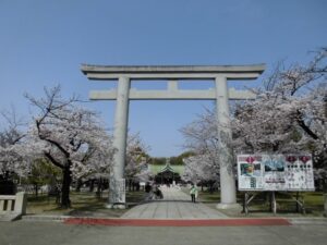 桜満開護国神社 (640x480)