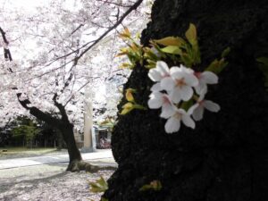 桜 (640x480)