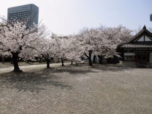 桜満開 (640x480)